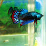 Betta Imbellis