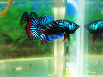 Betta Imbellis