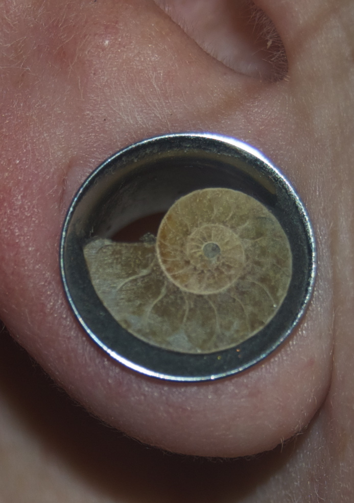 Half inch ammonite plugs