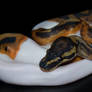 Piebald Ball Python III