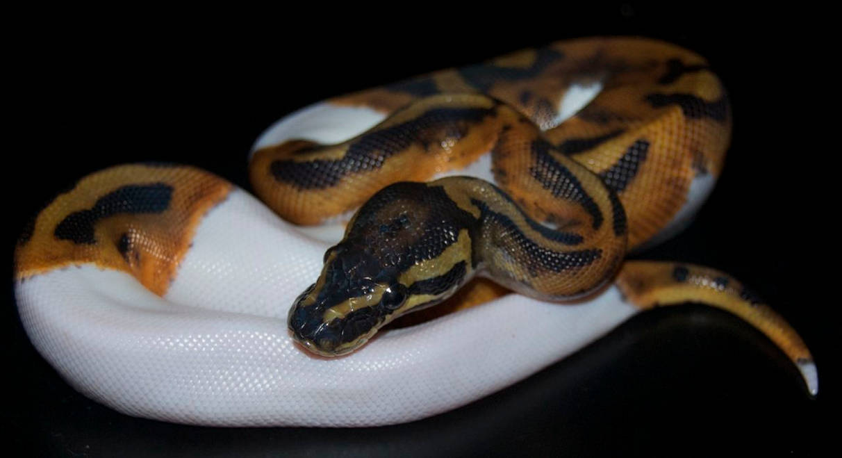 Piebald Ball Python III by Phoenix-Cry on DeviantArt