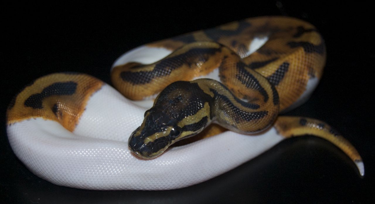 Piebald Ball Python III by Phoenix-Cry on DeviantArt