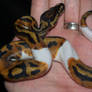 Piebald Ball Python IV