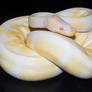 Albino Ball Python