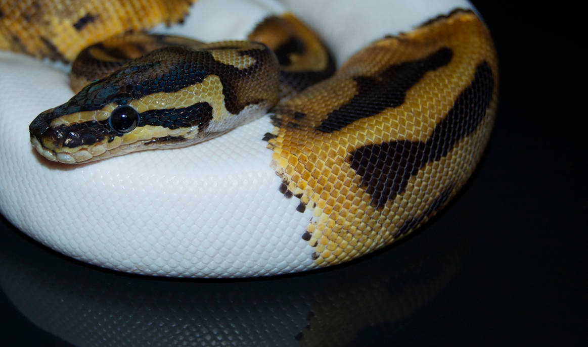 Apied Ball Python Piebald Ball Python: Archer by Phoenix-Cry on DeviantArt