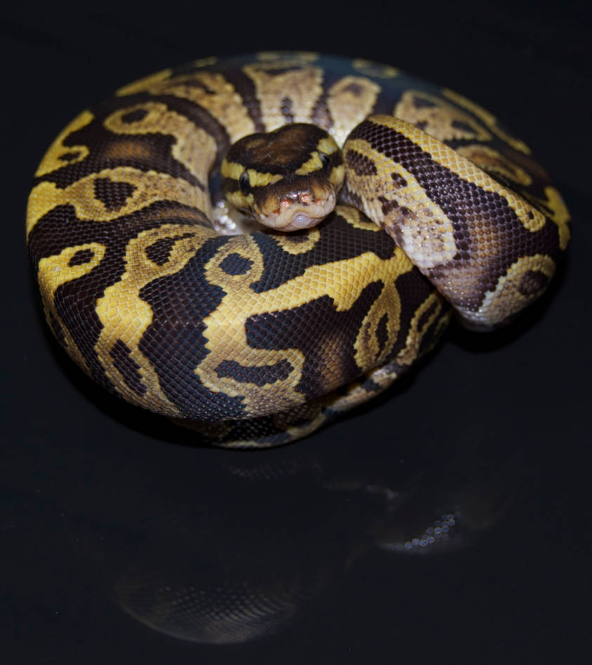 Fire ball python: Mal by Phoenix-Cry on DeviantArt