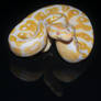 Black Glass Albino Female