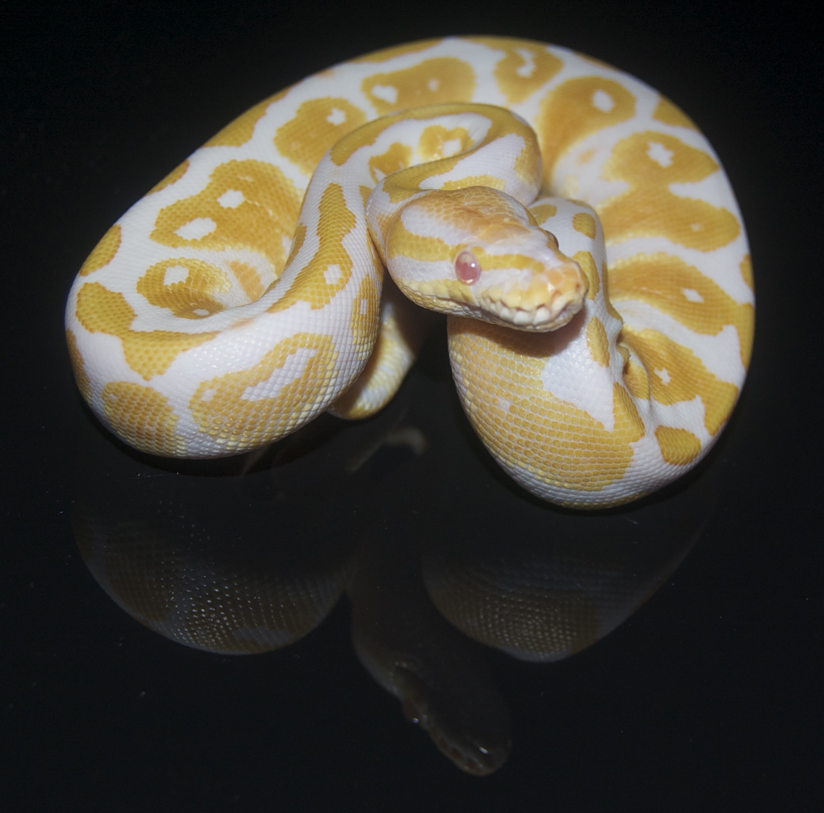 Black Glass Albino Female