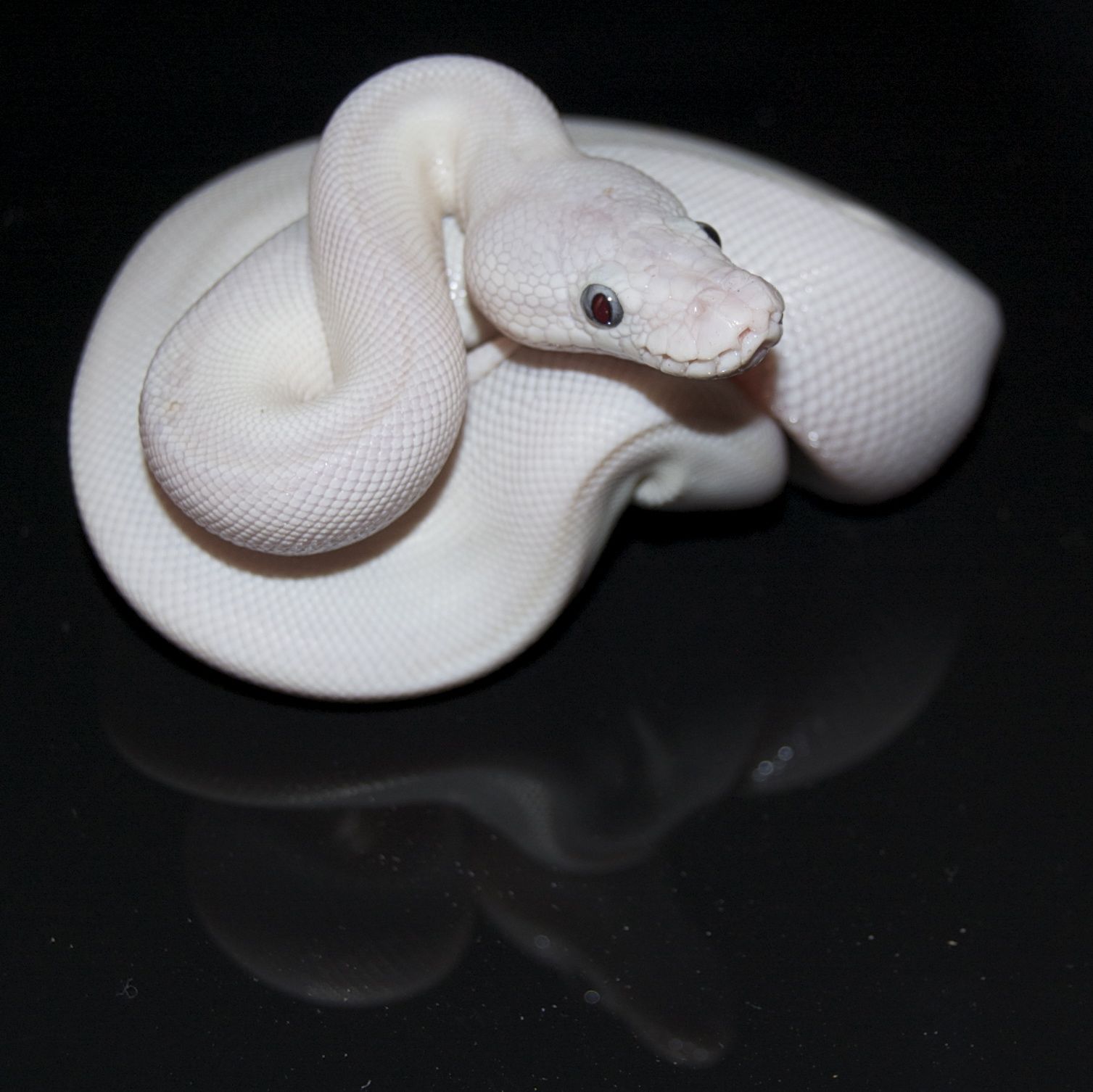 White Python With Blue Eyes