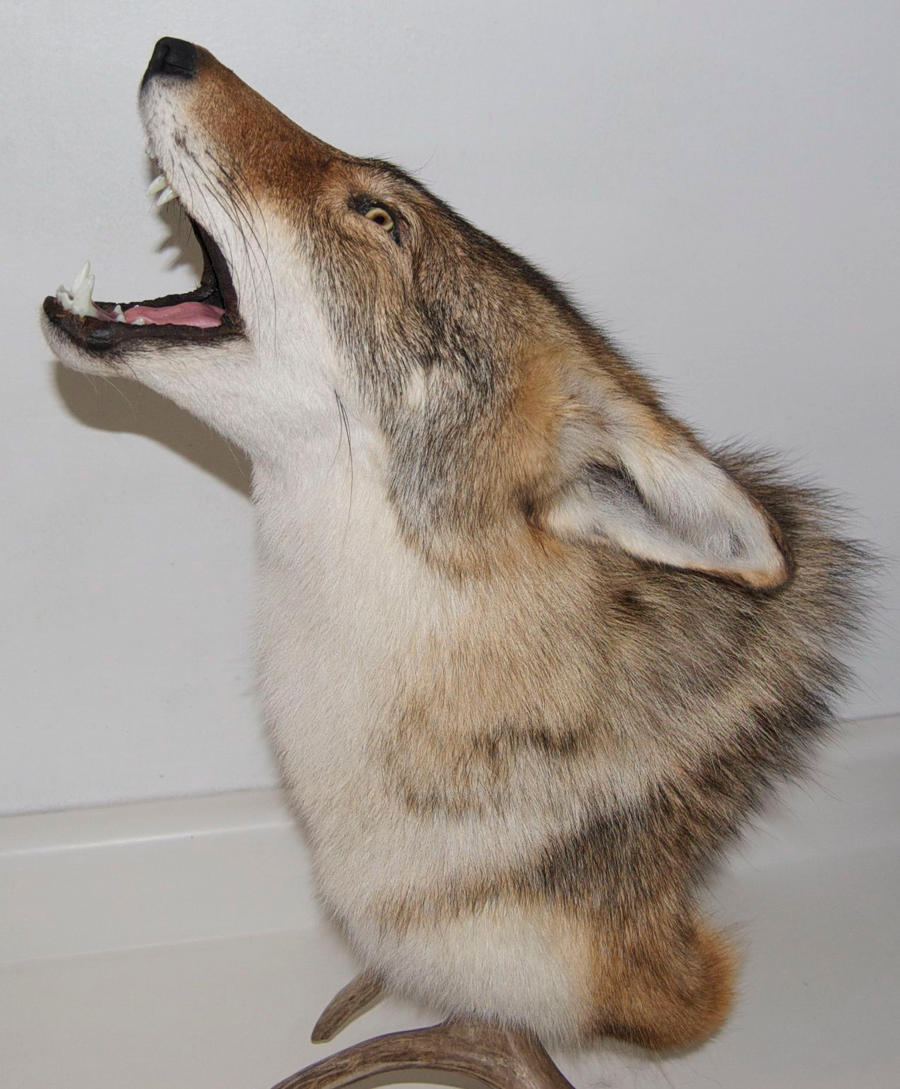 Red Howling Yote