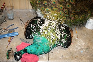 OMG OMG Peacock