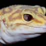 Albino Eclipse Leopard Gecko eyes