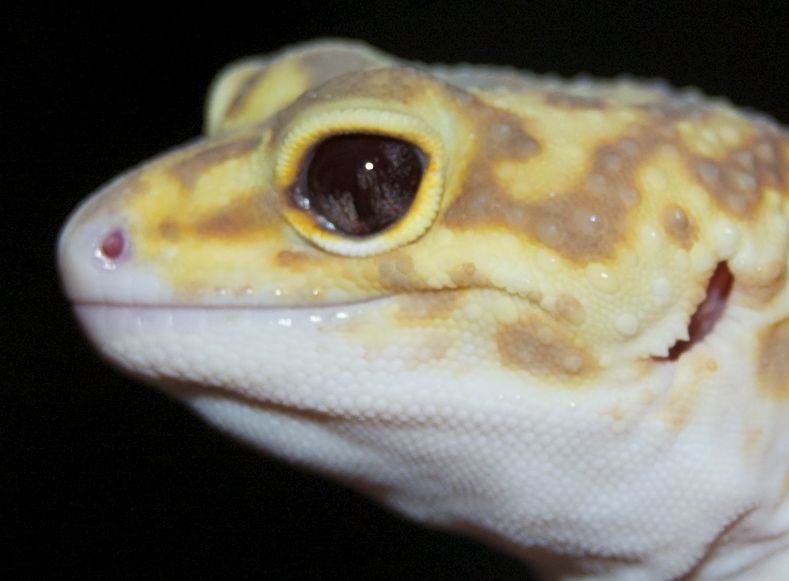 Albino Eclipse Leopard Gecko eyes II