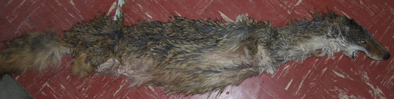 Wet tanned coyote pelt sold