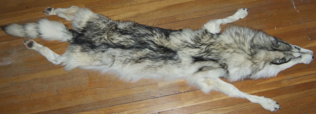 Wolf Pelt for sold