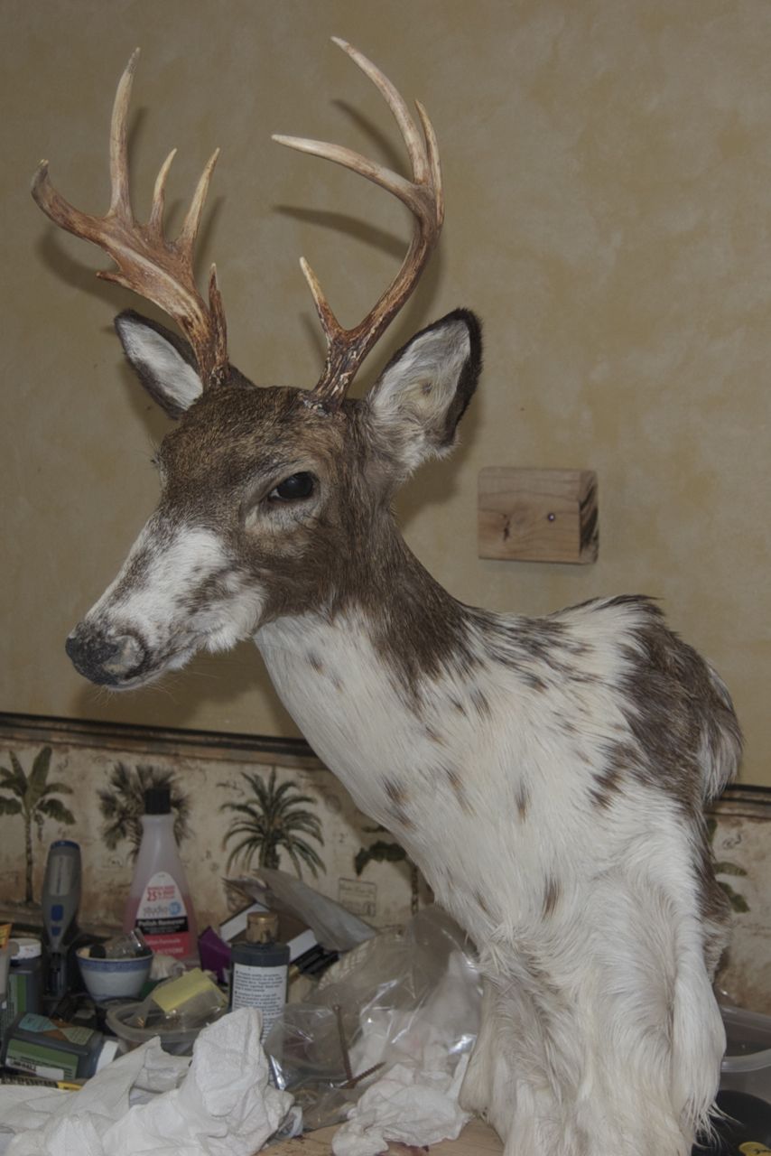 Piebald Buck WIP