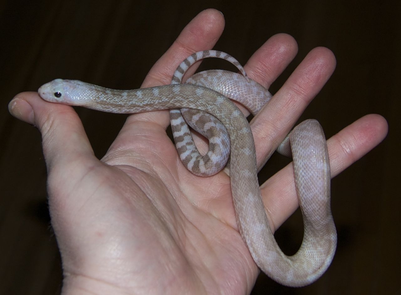 True Ghost Bullsnake II by Phoenix-Cry on DeviantArt