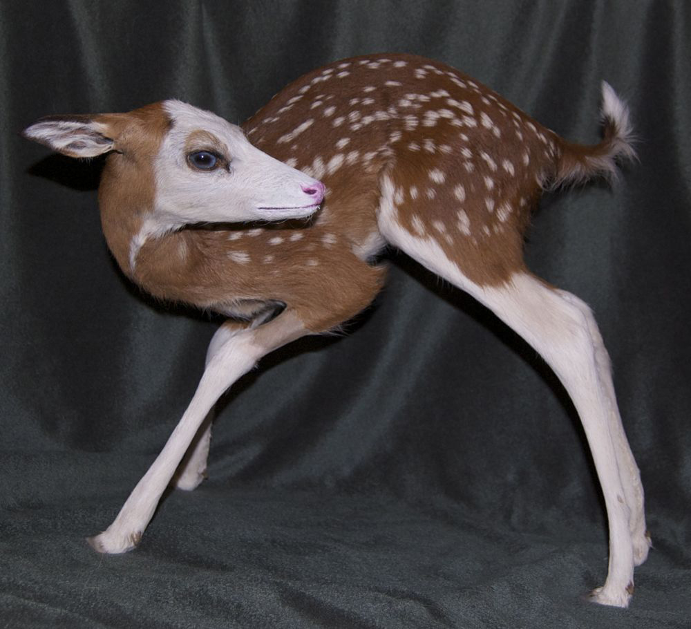 Pied Fawn