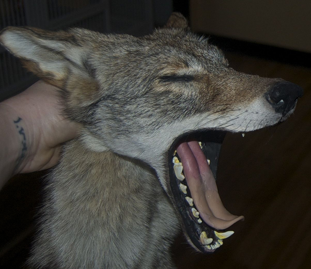 Yawning Coyote III