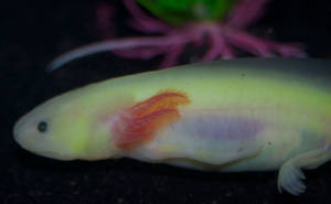 Axolotl Stock I