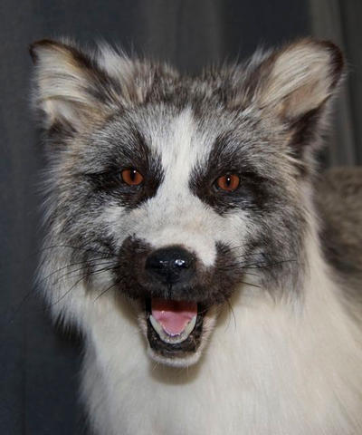 Arctic Marble Fox face detail