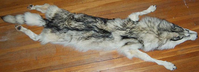Wolf Pelt for Sale