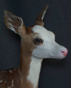 Standing Pied Fawn detail