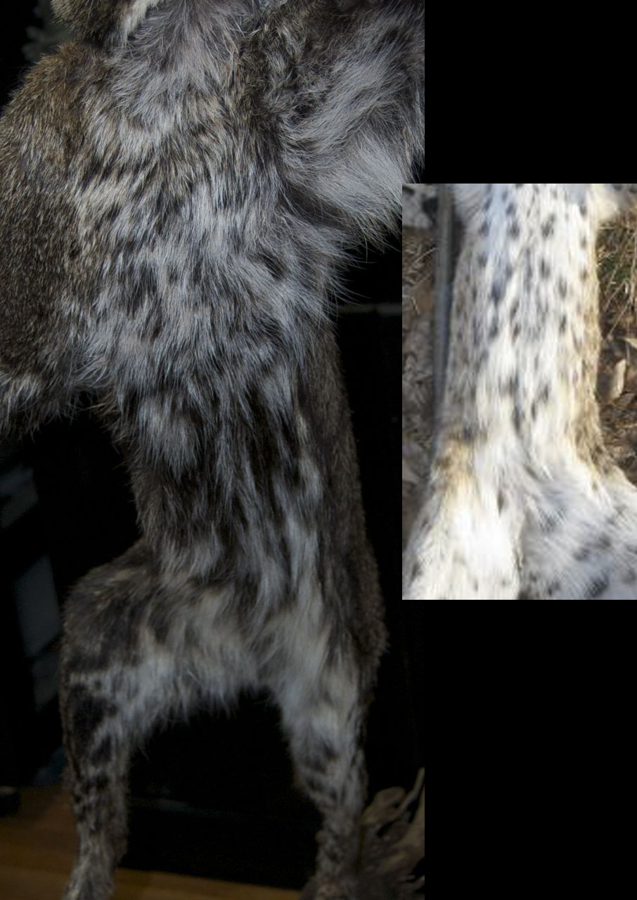 Black Bellied Bobcat teaser WIP