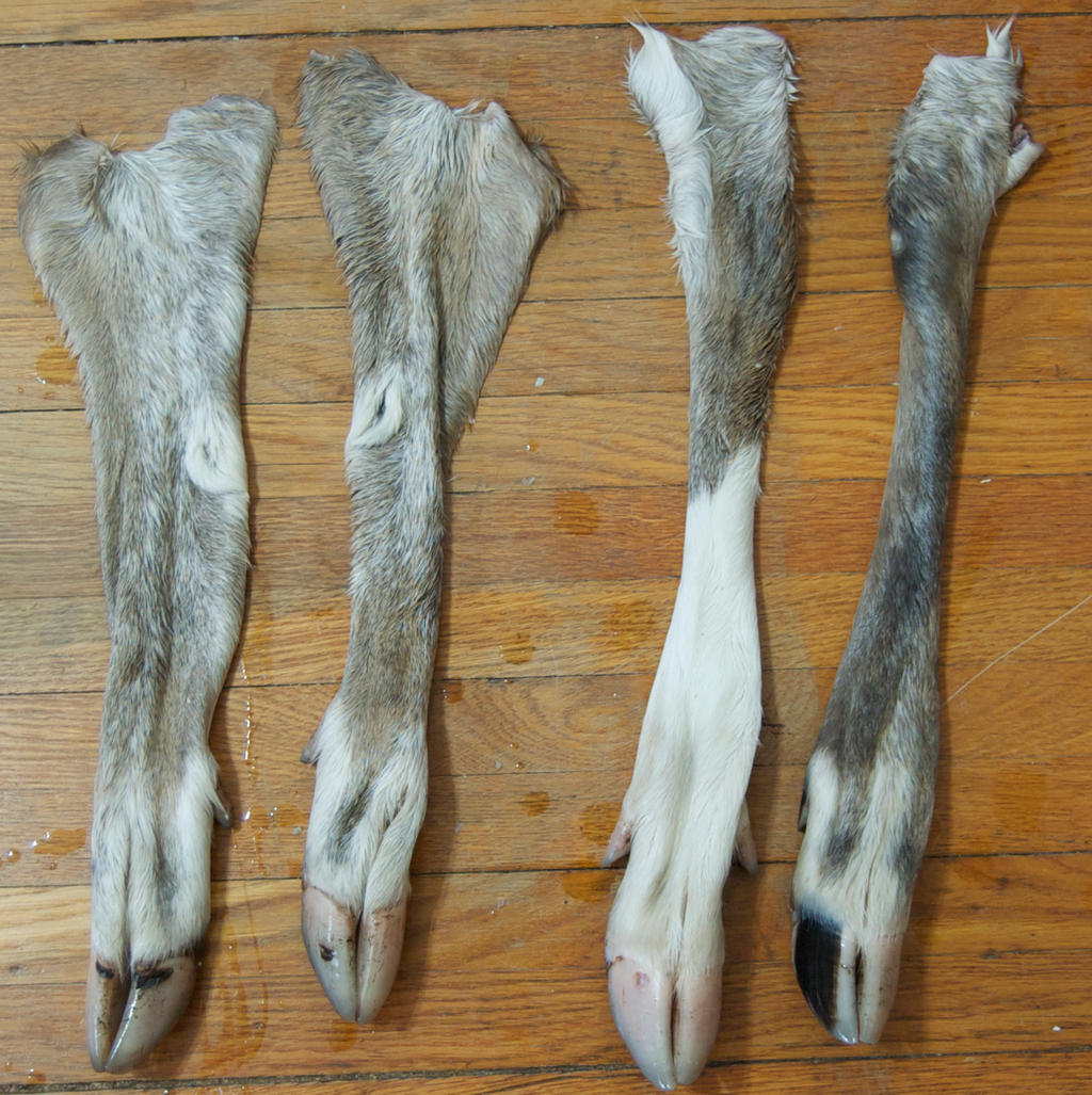 Pied Buck Legs