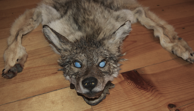 Blind Coyote Headdress WIP by Phoenix-Cry on DeviantArt