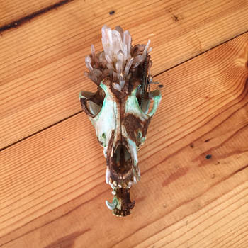 Steampunk Crystal Coyote Skull