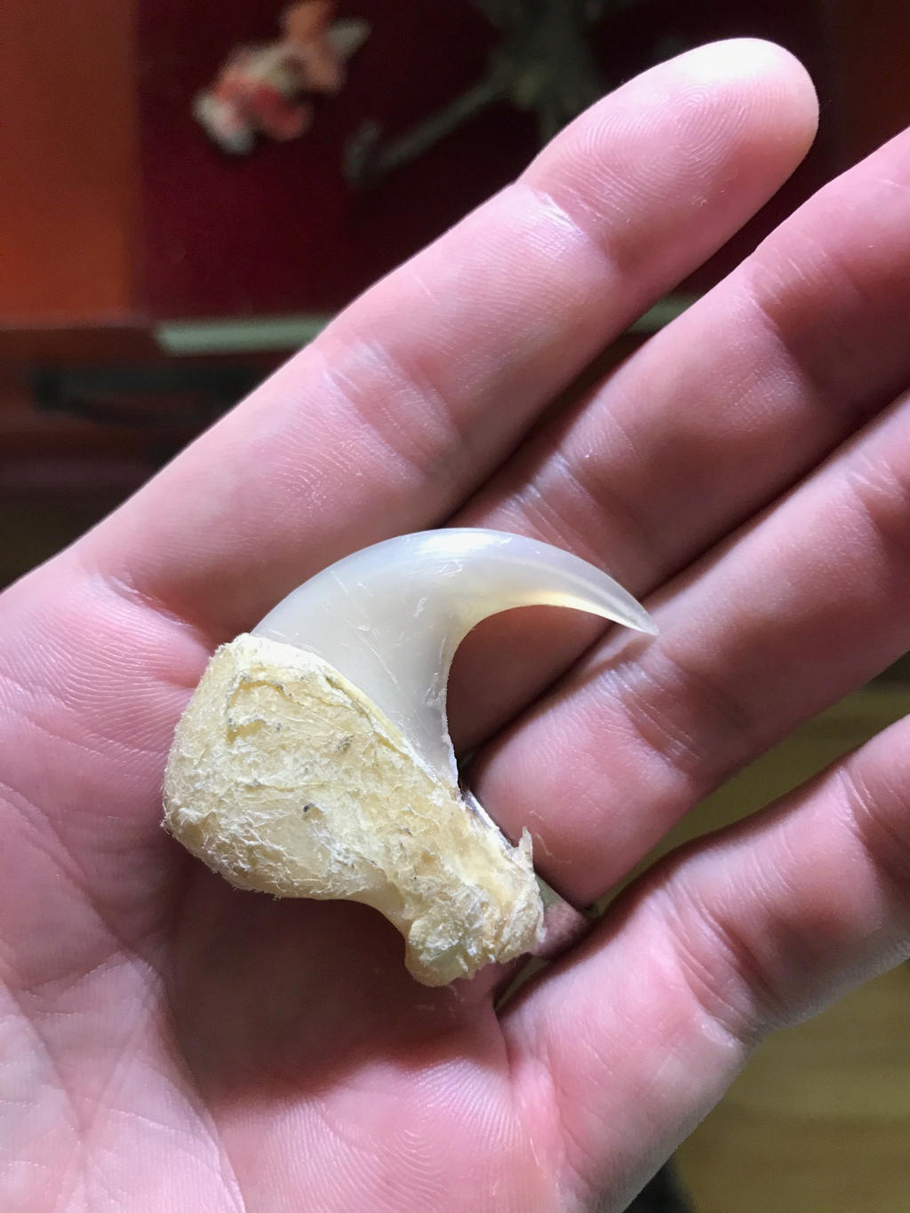 Mountain Lion claw by PhoenixCry on DeviantArt