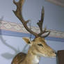 Fallow Deer Mount