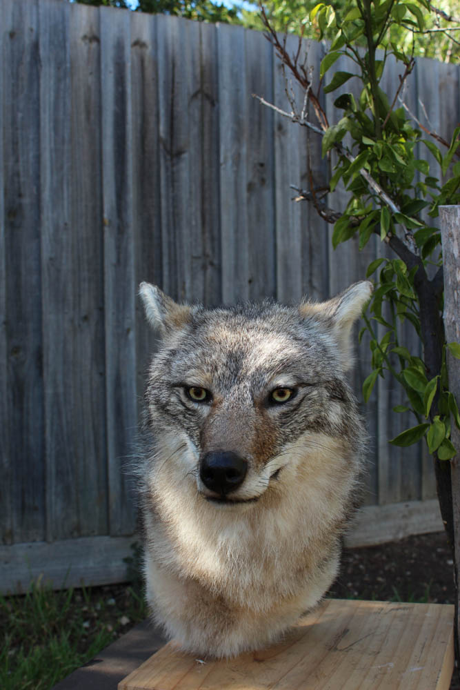 Coyote Pedestal