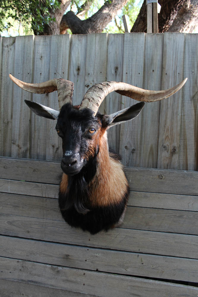 Arapawa Goat