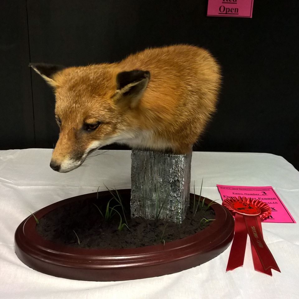 Pedestal Fox