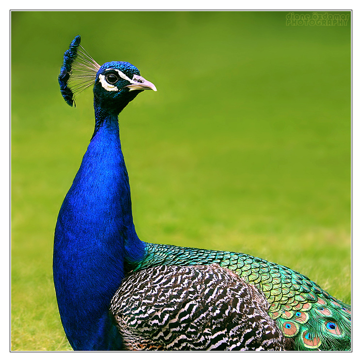 Portrait of a peacock 2