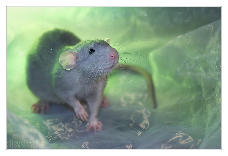 Aegir 1 - Fancy rat