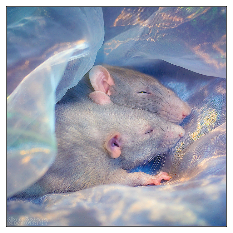 Dreaming - Fancy rats