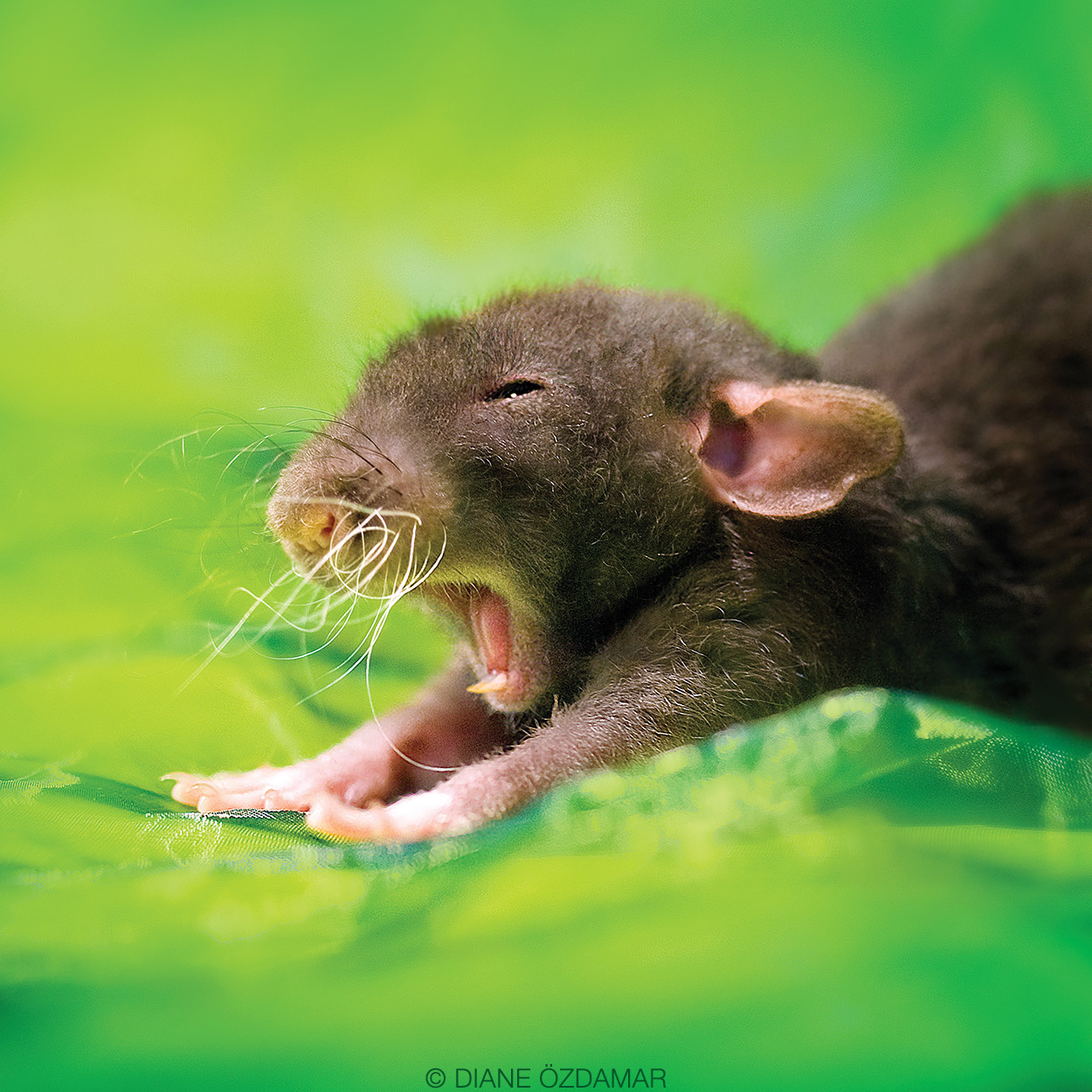Arkanys 8 - Fancy rat by DianePhotos