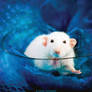 Belial 7 - Fancy rat