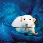 Belial 7 - Fancy rat by DianePhotos