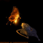 Animated firefly and Arkanys by DianePhotos