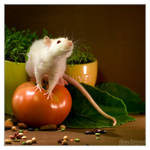 Lorich 8 - Fancy rat by DianePhotos