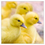 Fluffy ducklings overload by DianePhotos