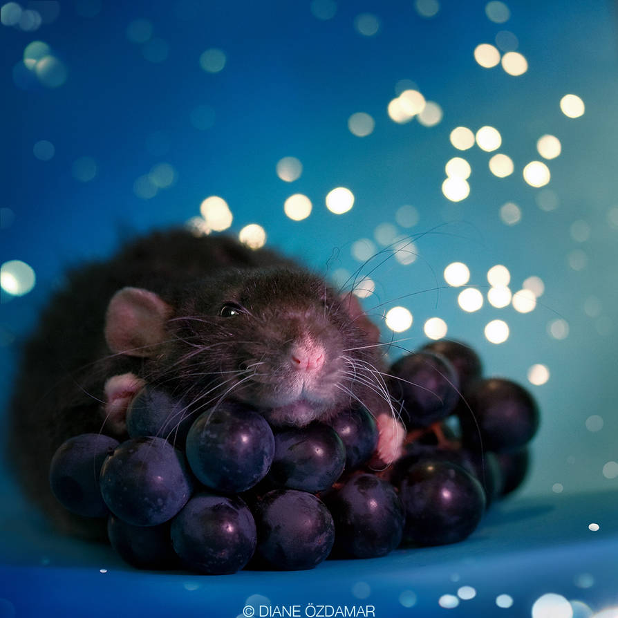 Arkanys 28 - Fancy rat by DianePhotos Arkanys 28 - Fancy rat by DianePhotos