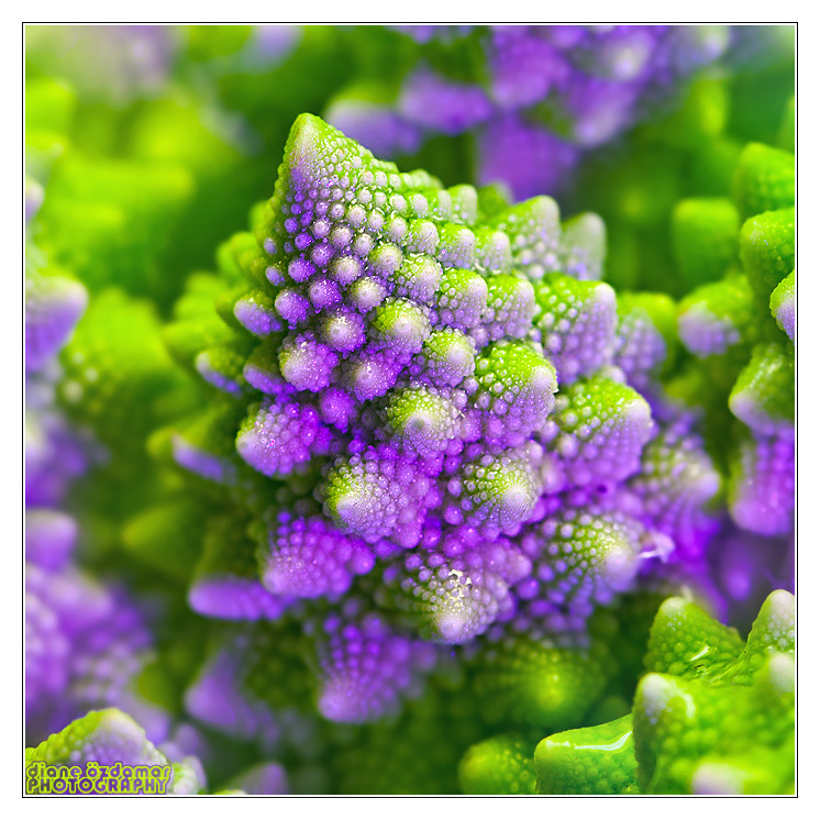 Natural fractals - romanesco