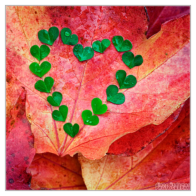 Autumn Love 2