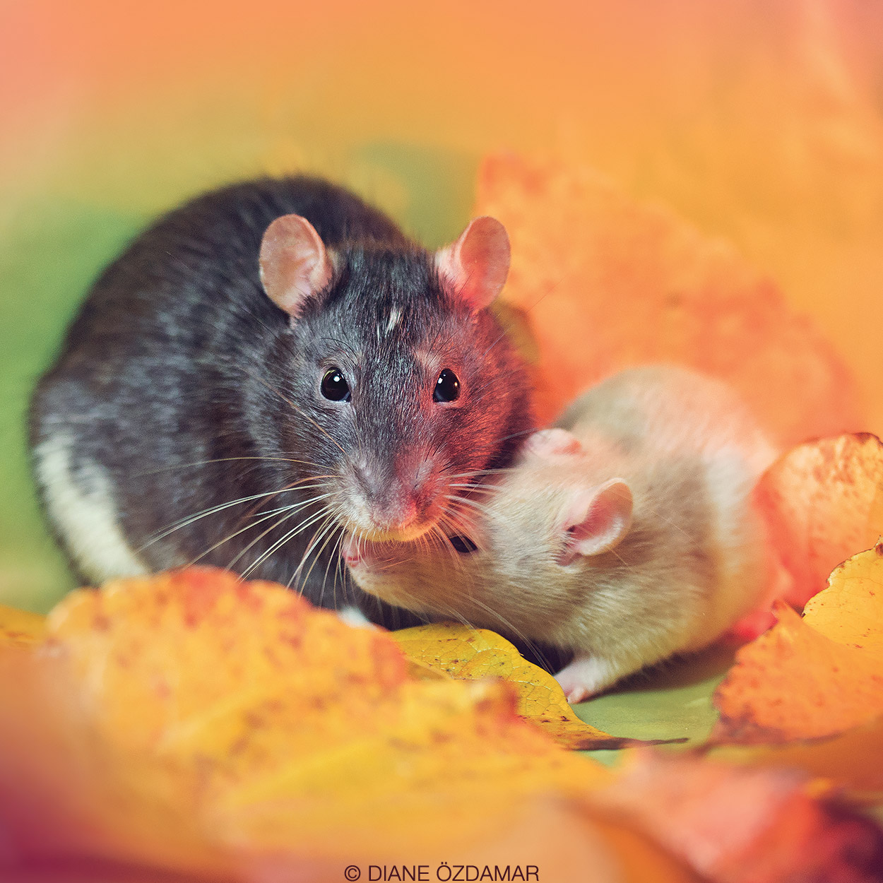 Motherly love - Fancy rats