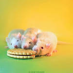 The Three Stooges - Fancy rats by DianePhotos